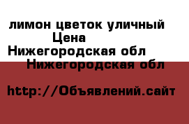 лимон цветок уличный. › Цена ­ 4 000 - Нижегородская обл.  »    . Нижегородская обл.